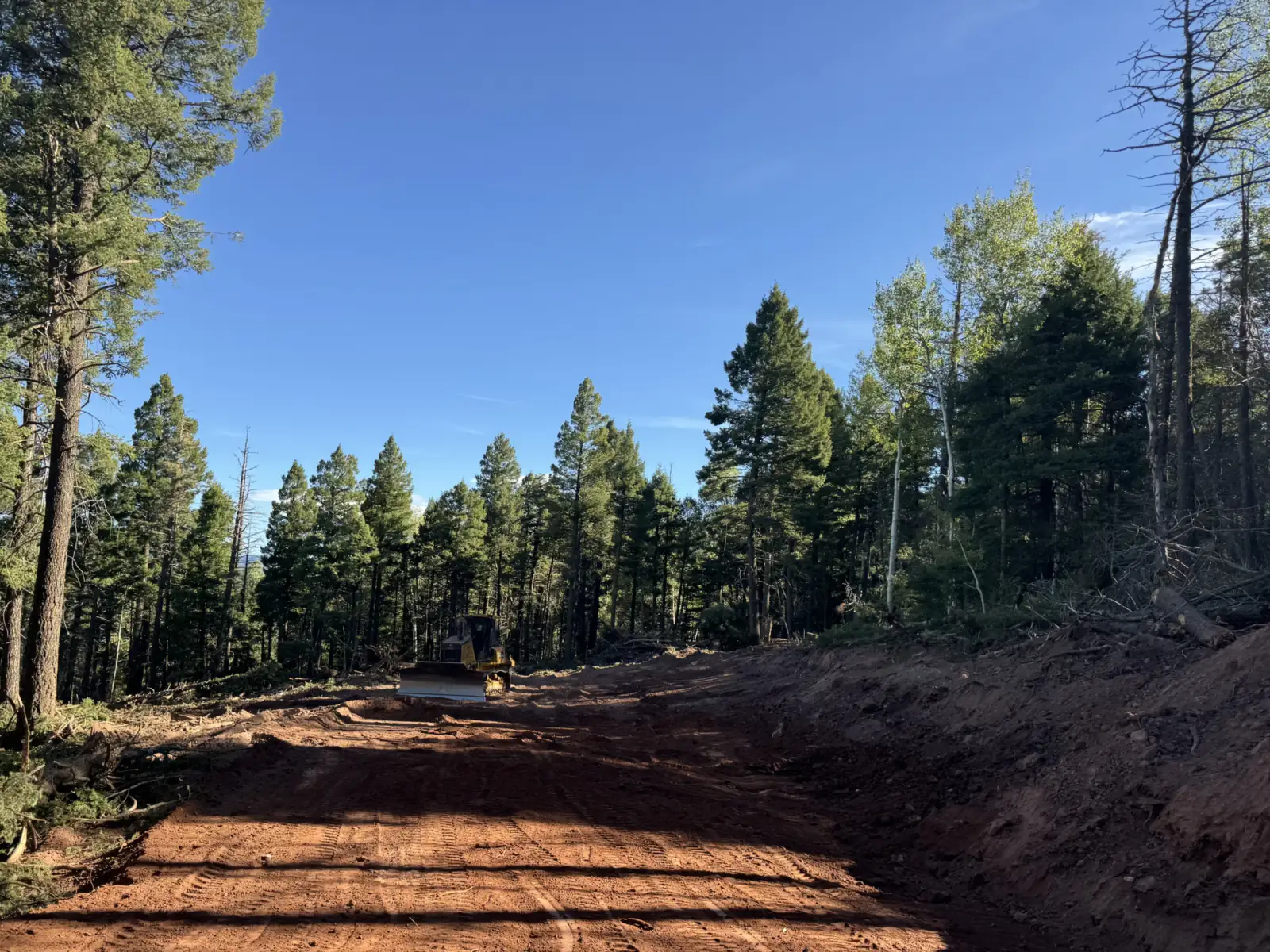 Dozer cutting a new lane through standing pine forest with felled trees beside it, land clearing