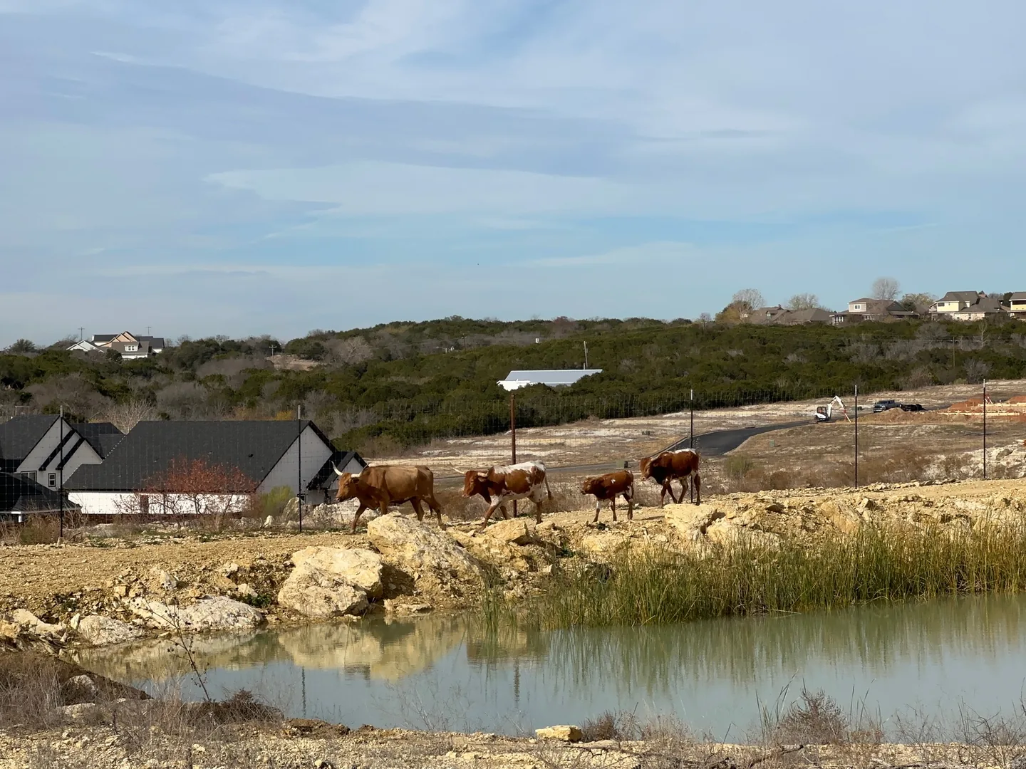 Longhorn cattle walking the rocky bank of a ranch stock tank, site drainage